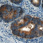 AIF Antibody in Immunohistochemistry (Paraffin) (IHC (P))