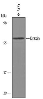 Draxin Antibody in Western Blot (WB)