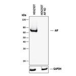 AIF Antibody in Western Blot (WB)