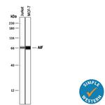 AIF Antibody in Western Blot (WB)