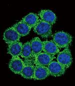 CUZD1 Antibody in Immunocytochemistry (ICC/IF)