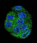 UBD Antibody in Immunocytochemistry (ICC/IF)