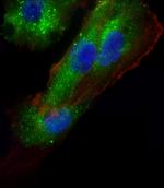 AP1M1 Antibody in Immunocytochemistry (ICC/IF)