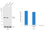 RAB12 Antibody