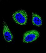 DHCR7 Antibody in Immunocytochemistry (ICC/IF)