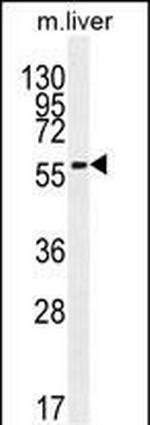 DHCR7 Antibody in Western Blot (WB)