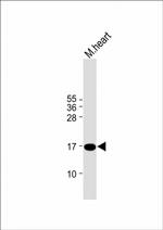 IEX-1 Antibody in Western Blot (WB)