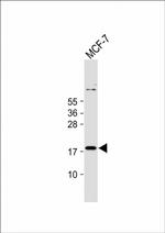 IEX-1 Antibody in Western Blot (WB)