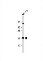 IEX-1 Antibody in Western Blot (WB)