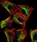 ATP5J Antibody in Immunocytochemistry (ICC/IF)