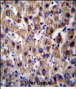 ATP5J Antibody in Immunohistochemistry (Paraffin) (IHC (P))