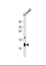 ATP5J Antibody in Western Blot (WB)