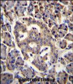 SPNS3 Antibody in Immunohistochemistry (Paraffin) (IHC (P))