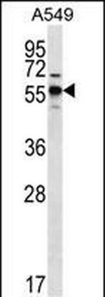 SPNS3 Antibody in Western Blot (WB)