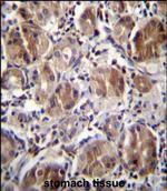 DULLARD Antibody in Immunohistochemistry (Paraffin) (IHC (P))