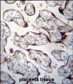 LOXL3 Antibody in Immunohistochemistry (Paraffin) (IHC (P))