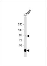 LOXL3 Antibody in Western Blot (WB)