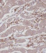 ENOX2 Antibody in Immunohistochemistry (Paraffin) (IHC (P))