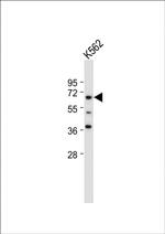 ENOX2 Antibody in Western Blot (WB)