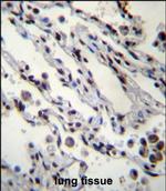 HIST1H2BN Antibody in Immunohistochemistry (Paraffin) (IHC (P))