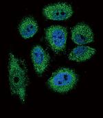 RNASE3 Antibody in Immunocytochemistry (ICC/IF)