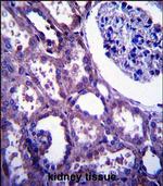 EMP2 Antibody in Immunohistochemistry (Paraffin) (IHC (P))