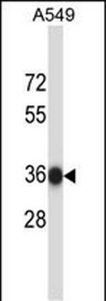 NAPB Antibody in Western Blot (WB)