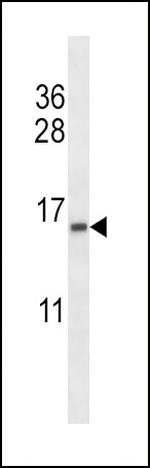 TCEB2 Antibody in Western Blot (WB)