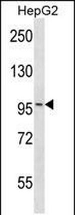 MAP4K3 Antibody in Western Blot (WB)