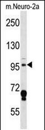 MAP4K3 Antibody in Western Blot (WB)