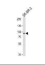 MTIF2 Antibody in Western Blot (WB)