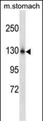 NCKAP1L Antibody in Western Blot (WB)