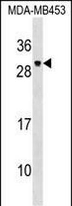 PDF Antibody in Western Blot (WB)