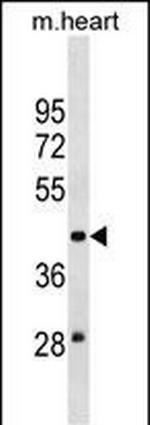 MOCS3 Antibody in Western Blot (WB)