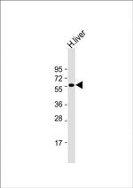 SLC30A10 Antibody in Western Blot (WB)