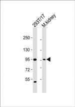 LRRC8A Antibody in Western Blot (WB)