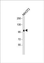 LONP1 Antibody in Western Blot (WB)