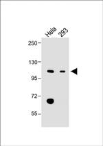 LONP1 Antibody in Western Blot (WB)