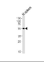 Lrmp Antibody in Western Blot (WB)