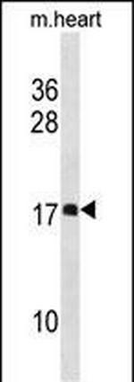 DAPL1 Antibody in Western Blot (WB)