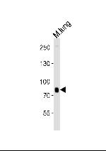 BRD7 Antibody in Western Blot (WB)