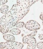 WDR82 Antibody in Immunohistochemistry (Paraffin) (IHC (P))