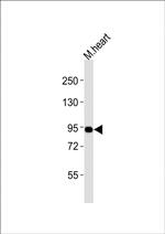 UHRF1 Antibody in Western Blot (WB)