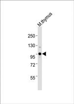 UHRF1 Antibody in Western Blot (WB)