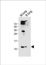 Hopx Antibody in Western Blot (WB)