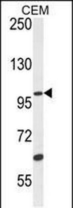 USP29 Antibody in Western Blot (WB)