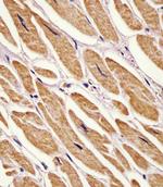 Adenylate Kinase 2 Antibody in Immunohistochemistry (Paraffin) (IHC (P))