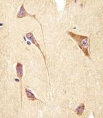 GNG2 Antibody in Immunohistochemistry (Paraffin) (IHC (P))