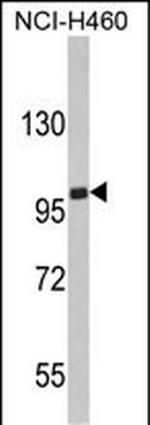 EPB41L4B Antibody in Western Blot (WB)