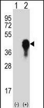 MKP3 Antibody in Western Blot (WB)